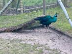 Zwartvleugel Pauw, Dieren en Toebehoren, Pluimvee