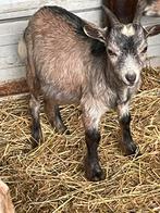Geitjes, Dieren en Toebehoren, Schapen, Geiten en Varkens, Mannelijk, Geit, 0 tot 2 jaar