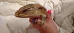 Nog 2 mooie grote blauwtongskinken beschikbaar, Dieren en Toebehoren, Reptielen en Amfibieën, Hagedis, Tam, 0 tot 2 jaar