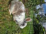 Dwergkonijntje, Dieren en Toebehoren, Konijnen, Mannelijk, Dwerg, 0 tot 2 jaar