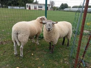 Mannelijke schapen te koop  beschikbaar voor biedingen