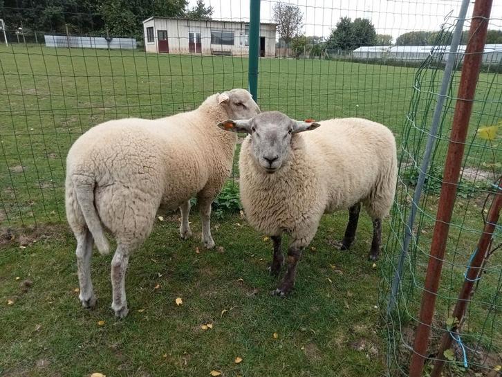 Mannelijke schapen te koop, Dieren en Toebehoren, Schapen, Geiten en Varkens, Schaap, Mannelijk, 0 tot 2 jaar