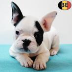 Franse Bulldog - pups geboren in België, Dieren en Toebehoren, België, CDV (hondenziekte), 8 tot 15 weken, Meerdere