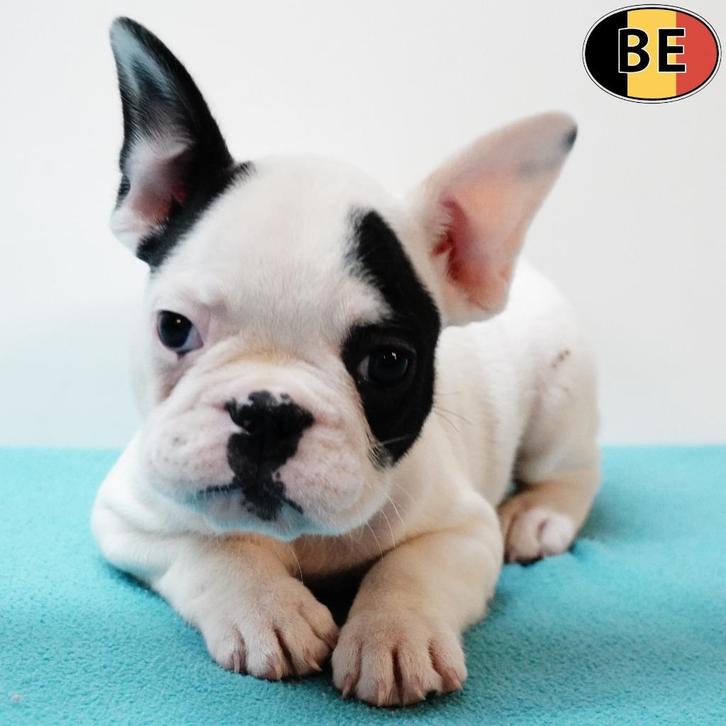 Franse Bulldog - pups geboren in België, Dieren en Toebehoren, Honden | Chihuahua's en Gezelschapshonden, Meerdere dieren, Overige rassen
