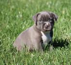 Amerikaanse Stafford pups, Dieren en Toebehoren, Honden | Jack Russells en Terriërs, België, Reu, CDV (hondenziekte), 8 tot 15 weken