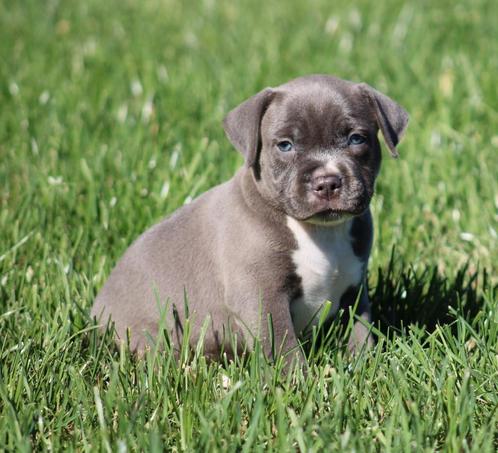 Amerikaanse Stafford pups, Dieren en Toebehoren, Honden | Jack Russells en Terriërs, Reu, American Staffordshire Terriër, Fokker | Professioneel