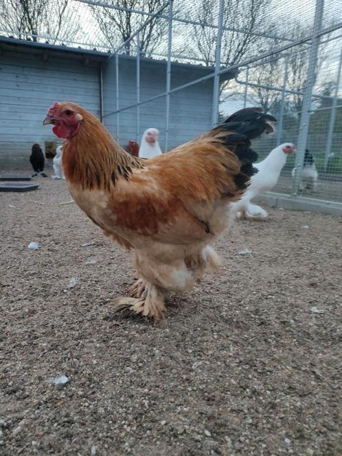 Brahma Kriel, Dieren en Toebehoren, Pluimvee