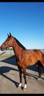 Ruin te koop, Dieren en Toebehoren, Paarden, Met stamboom, Ruin, Zadelmak, 11 jaar of ouder