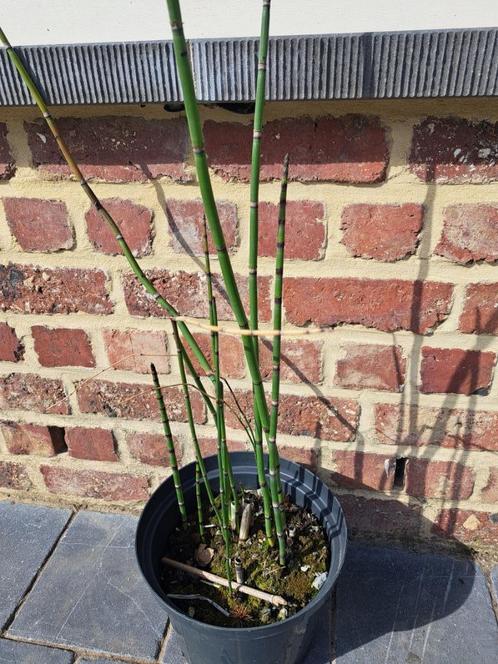 Japanse holpijp, Tuin en Terras, Planten | Tuinplanten, Vaste plant, Overige soorten, Ophalen