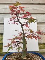 Bonsai Acer, Ophalen