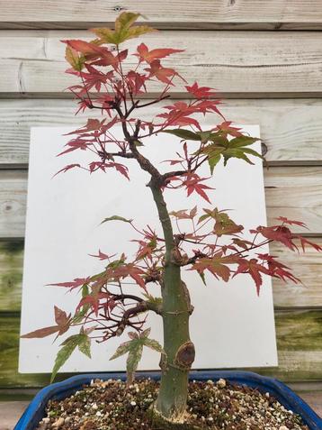 Bonsai Acer beschikbaar voor biedingen