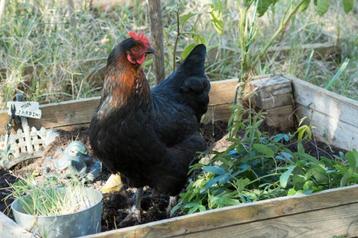 Jonge Marans hennen chocolade  kleur eieren, Dieren en Toebehoren, Pluimvee, Vrouwelijk, Kip