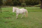 B pony merrie te koop, Dieren en Toebehoren, B, B pony (1.17m tot 1.27m), 11 jaar of ouder, Merrie