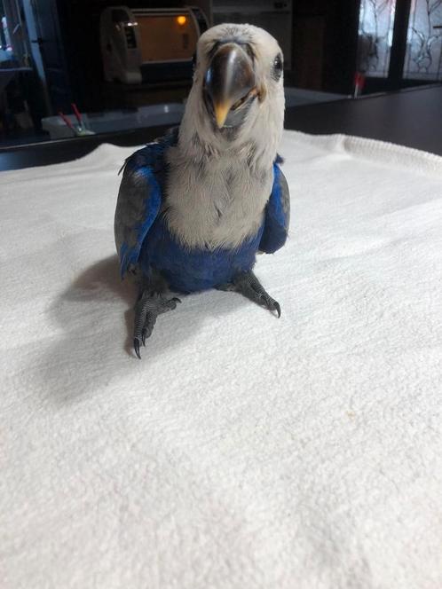 Tamme baby blauwe Edel papegaai pop met DNA en getest op all, Dieren en Toebehoren, Vogels | Parkieten en Papegaaien, Papegaai