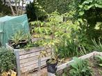 Koelreuteria Paniculata, Tuin en Terras, Overige soorten, Lente, 250 tot 400 cm, Ophalen