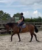 Wandelpaard/weidemaatje, Dieren en Toebehoren, Paarden, B, 160 tot 165 cm, 11 jaar of ouder, Recreatiepaard