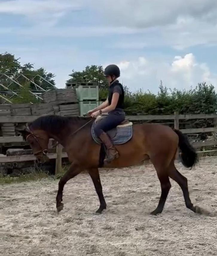 Wandelpaard/weidemaatje, Dieren en Toebehoren, Paarden, Merrie, B, 160 tot 165 cm, 11 jaar of ouder, Recreatiepaard, Gechipt, Ontwormd