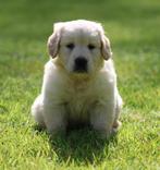 Golden retriever pups, Dieren en Toebehoren, CDV (hondenziekte), Meerdere, Golden retriever, Teef