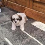 Shih tzu pups, Dieren en Toebehoren, Honden | Chihuahua's en Gezelschapshonden, België, Overige rassen, CDV (hondenziekte), 8 tot 15 weken