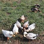 Kuifeenden, Dieren en Toebehoren