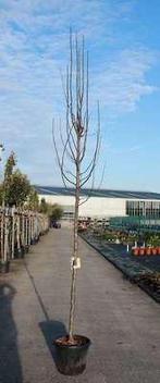 Pyrus calleryana ‘Chanticleer’ / hoogstam sierpeer, Tuin en Terras, Ophalen, In pot