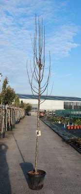 Pyrus calleryana ‘Chanticleer’ / hoogstam sierpeer, Tuin en Terras, Planten | Bomen, In pot, Ophalen