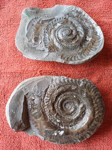 Hildoceras à ammonite d'Angleterre, Enlèvement ou Envoi, Minéral