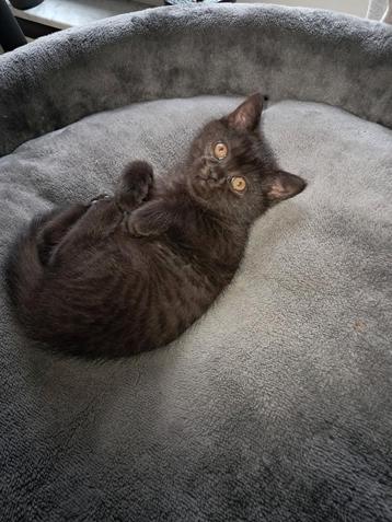 Brits korthaar katertje, Dieren en Toebehoren, Katten en Kittens | Dekkaters