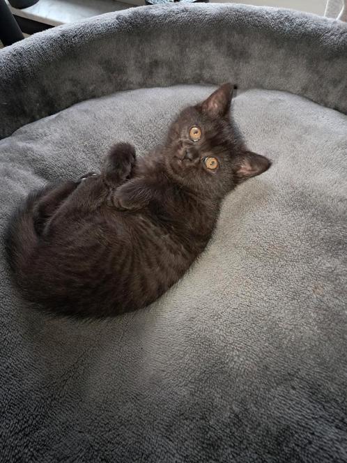 Brits korthaar katertje, Dieren en Toebehoren, Katten en Kittens | Dekkaters