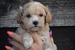 Kruising pups ,Cavapoo , Maltipoo pup, 8 tot 15 weken, Buitenland, Meerdere, Meerdere dieren
