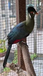 1-1 witwang toerako, Dieren en Toebehoren