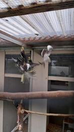 Valkparkieten 2025, Dieren en Toebehoren, Meerdere dieren, Geringd