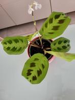 Maranta, Ophalen