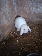 Lapin, Oreilles tombantes, Femelle, Nain, 0 à 2 ans