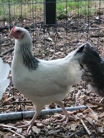 sussex legkippen met mooie kraag beschikbaar voor biedingen