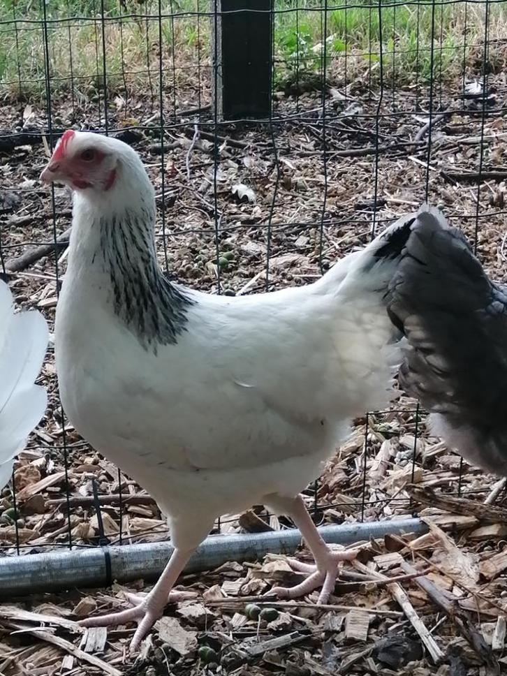 sussex legkippen met mooie kraag, Dieren en Toebehoren, Pluimvee