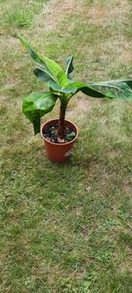Binnenbanaan musa dwarf cavendisch, Ophalen