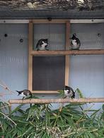 Bulbul Orpheus, Dieren en Toebehoren