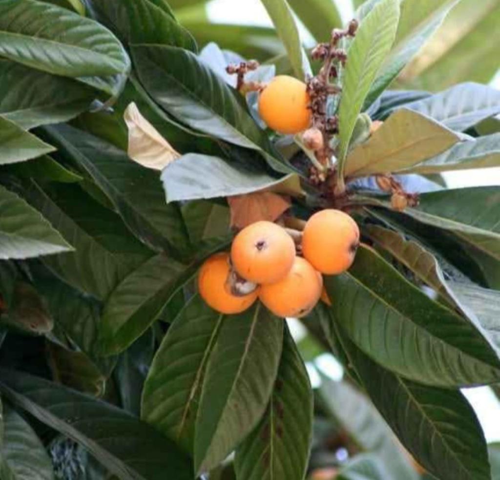 Neflier du japon, Ophalen