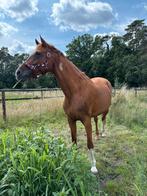 Hulp zadelmak, Dieren en Toebehoren, Paarden, Merrie, Gechipt, Zadelmak, 160 tot 165 cm
