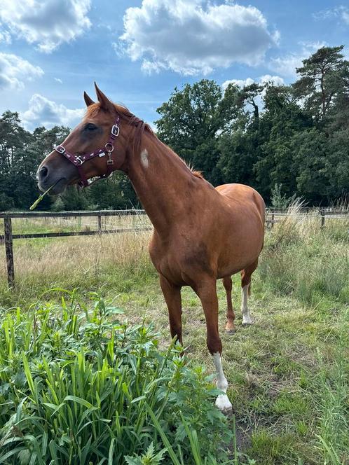 Hulp zadelmak, Dieren en Toebehoren, Paarden, Merrie, Zadelmak, 160 tot 165 cm, 11 jaar of ouder, Recreatiepaard, Met stamboom
