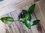 Philodendron Goeldii Mint, Maison & Meubles, Plantes d'intérieur, Ombre partielle, Plante verte, Enlèvement ou Envoi, Moins de 100 cm