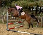 5j Checkter x Non Stop normale prijs, Dieren en Toebehoren, Paarden, Springpaard, Ruin, Zadelmak, Gechipt
