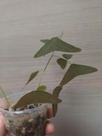 Christia vespertilionis, Huis en Inrichting, Kamerplanten, Ophalen of Verzenden