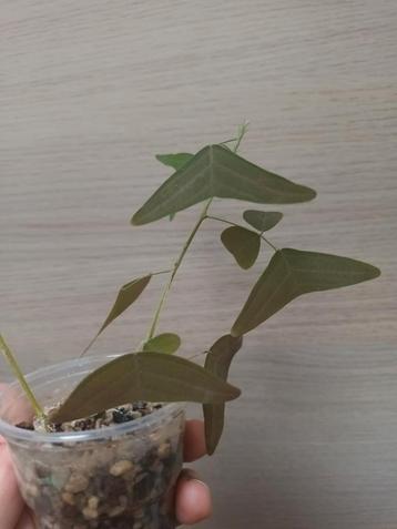 Christia vespertilionis  beschikbaar voor biedingen