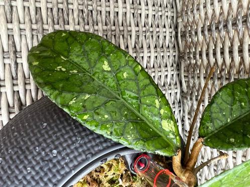 Hoya Tanggamus 1, Maison & Meubles, Plantes d'intérieur, Plante succulente, Moins de 100 cm, Envoi