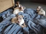 jack russel pups tekoop, Dieren en Toebehoren, België, Fokker | Hobbymatig, Jack Russell Terriër, 8 tot 15 weken