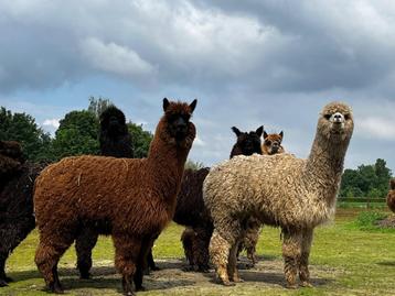 lieve alpaca merrie Gaia beschikbaar voor biedingen