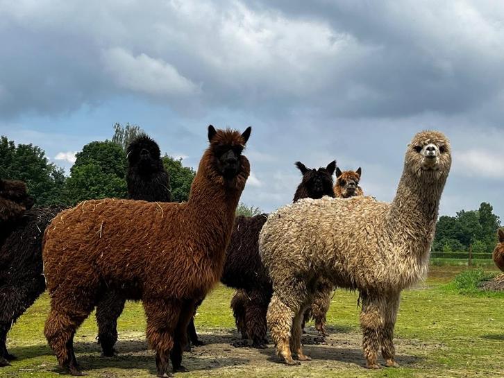 lieve alpaca merrie Gaia, Dieren en Toebehoren, Schapen, Geiten en Varkens, Vrouwelijk, 3 tot 5 jaar