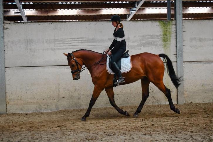 Brave dessuur/recreatieruin, Dieren en Toebehoren, Paarden